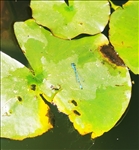 https://rehost.diberie.com/Picture/Get/t/526769