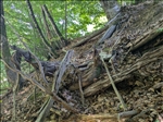 https://rehost.diberie.com/Picture/Get/t/527390