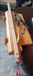 https://rehost.diberie.com/Picture/Get/t/529047