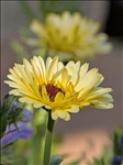 https://rehost.diberie.com/Picture/Get/t/541618