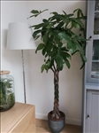 https://rehost.diberie.com/Picture/Get/t/55416