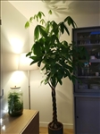 https://rehost.diberie.com/Picture/Get/t/55417