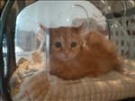 https://rehost.diberie.com/Picture/Get/t/55768