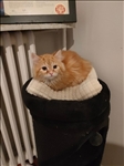 https://rehost.diberie.com/Picture/Get/t/55771