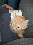 https://rehost.diberie.com/Picture/Get/t/55772