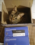 https://rehost.diberie.com/Picture/Get/t/59505
