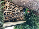 https://rehost.diberie.com/Picture/Get/t/67329