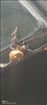 https://rehost.diberie.com/Picture/Get/t/73774