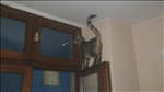 https://rehost.diberie.com/Picture/Get/t/76032