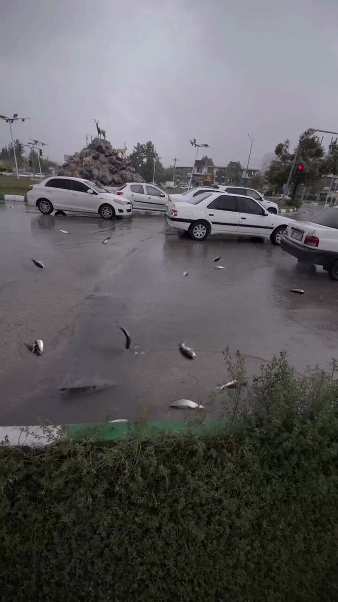 https://rehost.diberie.com/Rehost?size=min&url=https://pbs.twimg.com/ext_tw_video_thumb/1787543068133994497/pu/img/XFcInKojC3tyBdso.jpg&hfr-url-data=https%3A%2F%2Fvideo.twimg.com%2Fext_tw_video%2F1787543068133994497%2Fpu%2Fvid%2Favc1%2F720x1280%2F7qTIz7eEni4L5-8x.mp4%3Ftag%3D12&hfr-media-type=video%2Fmp4