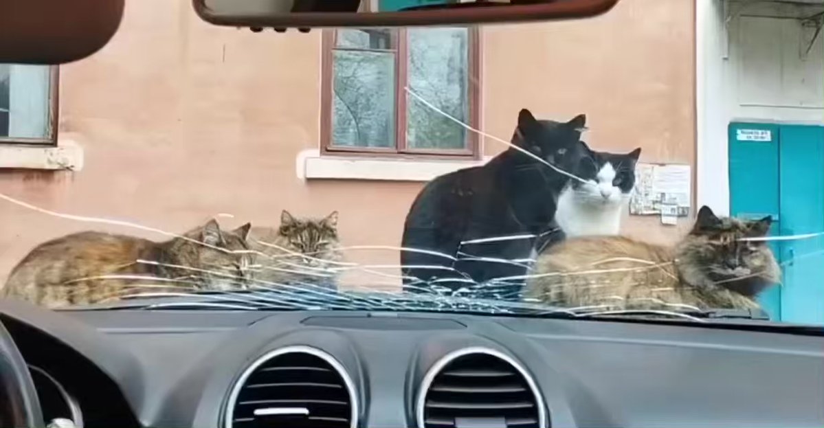 https://rehost.diberie.com/Rehost?size=min&url=https://pbs.twimg.com/ext_tw_video_thumb/1591376920771530753/pu/img/3rQ828CnzzFHZelH.jpg&hfr-url-data=https%3A%2F%2Fvideo.twimg.com%2Fext_tw_video%2F1591376920771530753%2Fpu%2Fvid%2F1228x638%2FSYpyWzOj_MNBN-K9.mp4%3Ftag%3D12