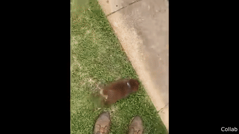 https://rehost.diberie.com/Uploads/0/20220627-112609-0aaff020-a2c3-41b1-9c86-d414567db134.0.pic.gif