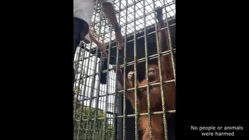 https://rehost.diberie.com/Uploads/0/20220627-113835-54d3f7e1-6727-454a-95f1-528e5d670010.0.pic.gif