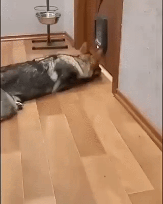 https://rehost.diberie.com/Uploads/0/20220831-102617-97fb3acc-5e22-4880-b1ca-aa2916e641dd.0.pic.gif