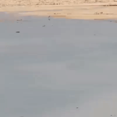https://rehost.diberie.com/Uploads/0/20220831-103100-0f83d635-ea49-495e-8bb0-2d67bc0bad12.0.pic.gif