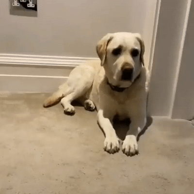 https://rehost.diberie.com/Uploads/0/20220831-105656-c447ec47-bb22-43cc-923e-5245956625a7.0.pic.gif