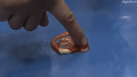 https://rehost.diberie.com/Uploads/0/20220831-140841-d0a9ac5d-7317-41a6-a43d-d31c794b6f5d.0.pic.gif