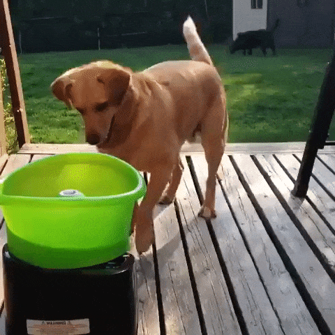 https://rehost.diberie.com/Uploads/0/20220923-113021-ee3ec107-ee65-4595-ab11-fed101728bbf.0.pic.gif