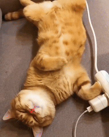 https://rehost.diberie.com/Uploads/0/20221002-200150-c75e3e5f-17ea-4015-a60e-1b9a6ccaad3f.0.pic.gif