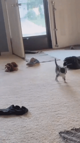 https://rehost.diberie.com/Uploads/0/20230505-192659-b7a9ad6e-0d8e-42e6-b1f4-8bfc06d31b5c.0.pic.gif