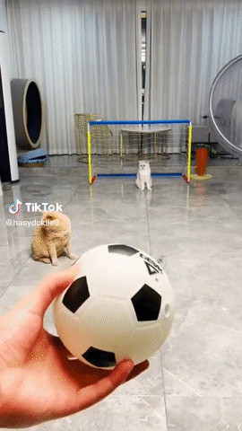 https://rehost.diberie.com/Uploads/0/20230506-172904-ef8e352f-495b-4a27-b43f-bbf26669884a.0.pic.gif