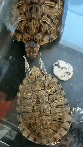 https://rehost.diberie.com/Uploads/0/20230510-110156-2c16b32a-f406-4fe0-b4e8-8eec6af7a870.0.pic.gif