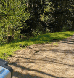 https://rehost.diberie.com/Uploads/0/20250501-120549-e8af621e-de72-4063-a9d2-45307967f82a.0.pic.gif
