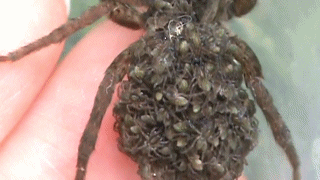 https://rehost.diberie.com/Uploads/0/20250524-125815-43692051-320b-407d-b62e-2ad36f8c61dc.0.pic.gif