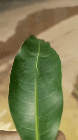 20250717-121751-46484cac-5f47-45ea-9cf3-40dfacf83cdc.0.pic.gif