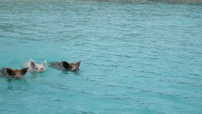 20250816-175835-1d0a6623-8df5-4508-948a-19570aeec67d.0.pic.gif
