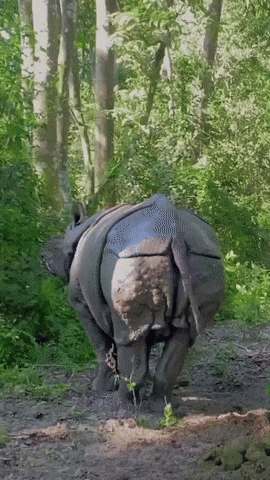 20250819-085501-eae0b063-65f9-4886-9a3f-f8757c42274c.0.pic.gif