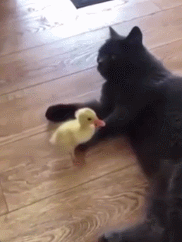 https://rehost.diberie.com/Uploads/0/20250908-225508-57846e3c-0ded-4fa0-b26c-ec2c8b372001.0.pic.gif