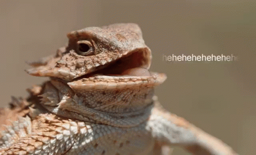 https://rehost.diberie.com/Uploads/0/20260403-175453-e5d5638e-7a0a-4555-b7db-c85930b8dbee.0.pic.gif