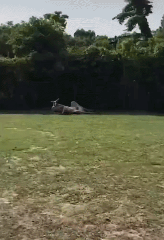 https://rehost.diberie.com/Uploads/0/20260506-090238-194a27f0-eae9-44da-b64c-16cd42c56283.0.pic.gif