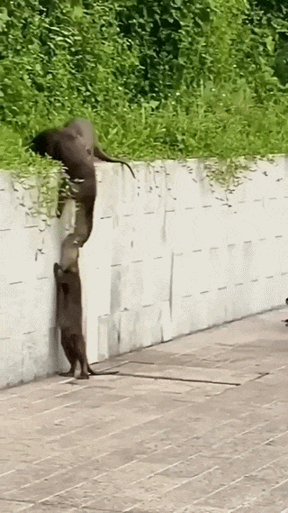 https://rehost.diberie.com/Uploads/0/20260529-092848-96f50906-ee6a-4501-aa93-92899f0fe219.0.pic.gif
