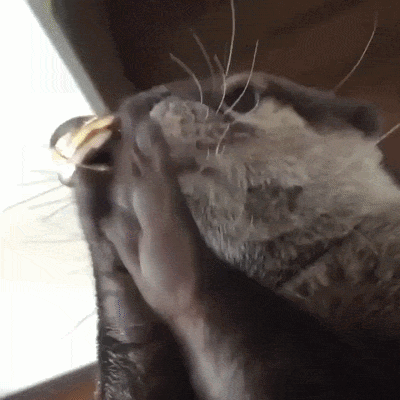 https://rehost.diberie.com/Uploads/0/20260603-091334-28d5bbb4-732e-47a5-9525-ecf7a0bf577f.0.pic.gif
