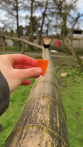 https://rehost.diberie.com/Uploads/0/20260608-162752-0b842b6e-87af-4bbc-a350-05e63a8f78b5.0.pic.gif