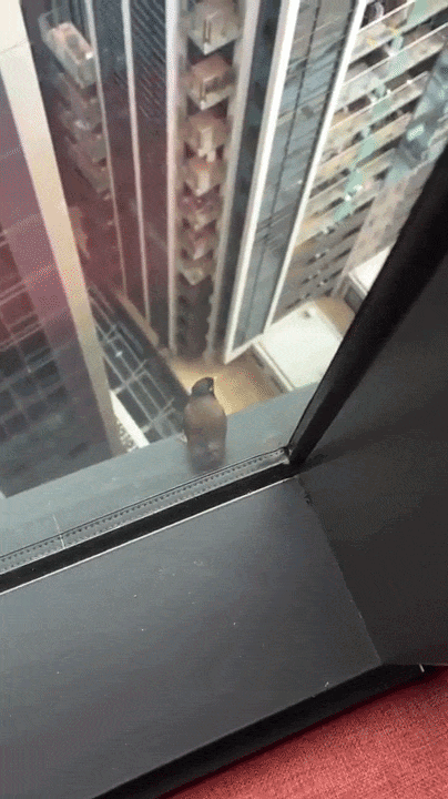 https://rehost.diberie.com/Uploads/0/20260617-073725-c334112f-262e-4b50-8568-6088eeb7b45c.0.pic.gif