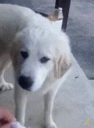 https://rehost.diberie.com/Uploads/0/20260618-101031-9aeea4de-f5cb-4fcf-a776-9d3eac48844a.0.pic.gif