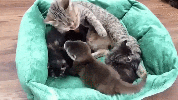 https://rehost.diberie.com/Uploads/0/20260710-110812-243d14b0-f330-4669-a06b-7a449fb189ea.0.pic.gif
