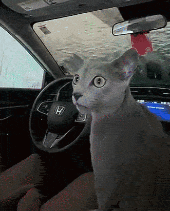 https://rehost.diberie.com/Uploads/0/20260803-100926-2006c4ef-328a-409e-86c4-beb3c73aa268.0.pic.gif
