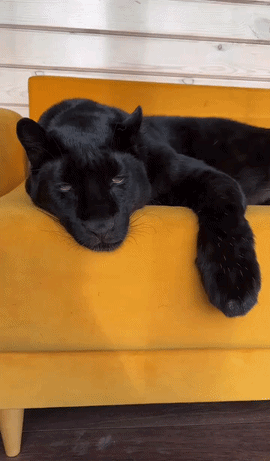 https://rehost.diberie.com/Uploads/0/20260914-140821-cf05cc85-3b1e-4719-a3e9-ef2ba584eaed.0.pic.gif