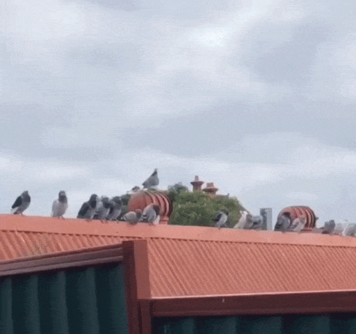 https://rehost.diberie.com/Uploads/0/20260915-105803-bd27b2f6-6181-49b2-ad19-eca88a67d565.0.pic.gif