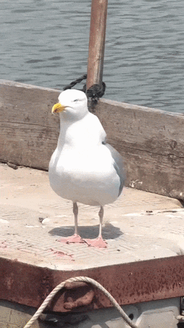 https://rehost.diberie.com/Uploads/0/20260915-110037-381ba8ae-20c2-4e8f-afa5-a1d5c35a9f95.0.pic.gif
