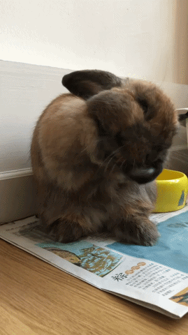 https://rehost.diberie.com/Uploads/0/20261014-095833-ec8b0bde-d70e-421c-87c7-cf38d57b0749.0.pic.gif