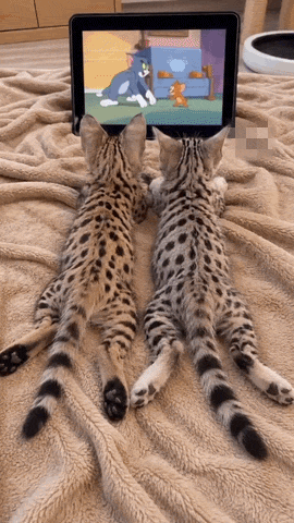 https://rehost.diberie.com/Uploads/0/20261026-105821-5951064c-e816-4ffa-9c16-c95b864b39b4.0.pic.gif