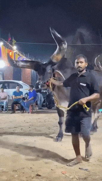 20241114-210353-b2b49a59-2c1a-4b61-8052-3bf5a159c232.11395.pic.gif
