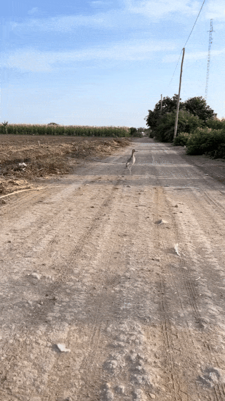 20241115-135624-6c1a141a-5e16-4aae-b3de-8ac4f2dedadc.11395.pic.gif