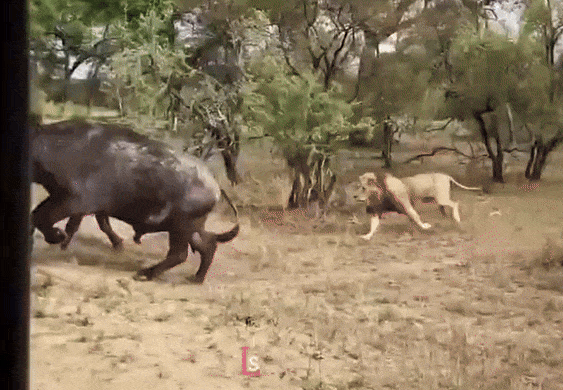 20250105-141304-02f1e587-8a4b-418e-b7db-6580a451f581.11395.pic.gif