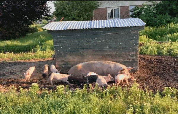 20250115-140428-d59d6ab4-7665-4c78-8416-f48f4b628523.11395.pic.gif